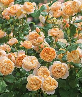 rose plants for sale